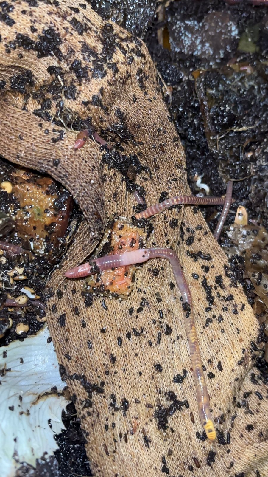 Our first prototype sock in a compost bin, with earthworms